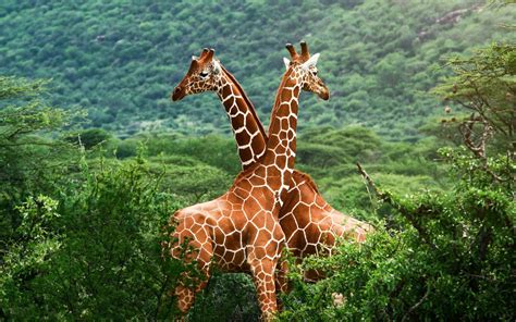 Hintergrundbilder : Tiere, Natur, Giraffen, Tierwelt, Zoo, Dschungel, Giraffe, Abenteuer, Fauna ...