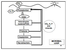 My Ecology Microbe Journal: 6th microbial ecology journal