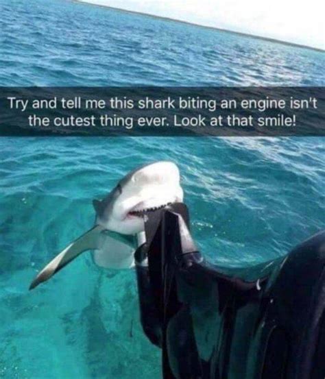 Take A Bite Out Of These Juicy Shark Week Memes (28 pics + 1 gif) - Izismile.com