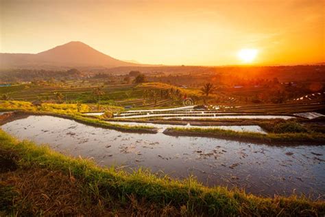 Beautiful Sunrise at Bali Rice Terraces during Sunrise. Rice Fields of ...