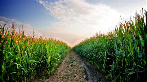 Free photo: Corn Field - Corn, Crop, Drought - Free Download - Jooinn