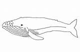 Whale Coloring Pages Printable sketch template