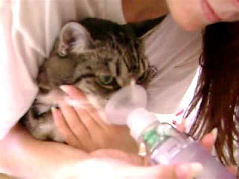 Giving My Cat Flovent Asthma Inhaler in the Aerokat Chamber - YouTube