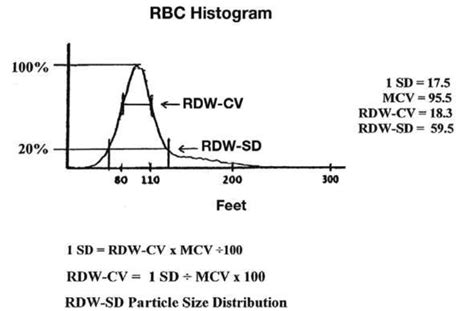 RDW Blood Test - What is?, What Does it Mean, High, Low, Normal, Calcul