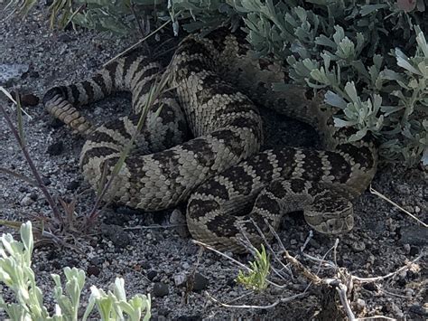 Great Basin rattlesnake I herded off the road last summer. : snakes