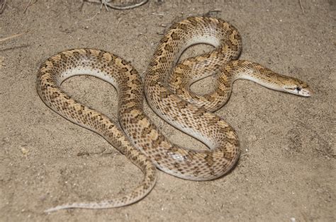 Desert Glossy Snake | Desert Glossy Snake Arizona elegans eb… | Jack Goldfarb | Flickr