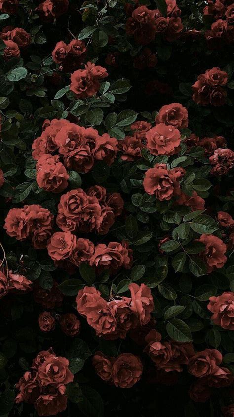 88+ Dark Aesthetic Rose Wallpaper Pics - MyWeb