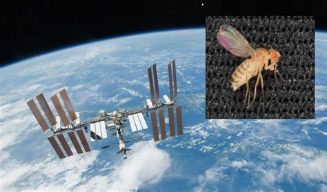 Fruit flies journey to ISS to study effects of zero gravity on the Heart - Science Tech Updates