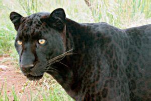 16 Interesting Facts About Leopards - OhFact!