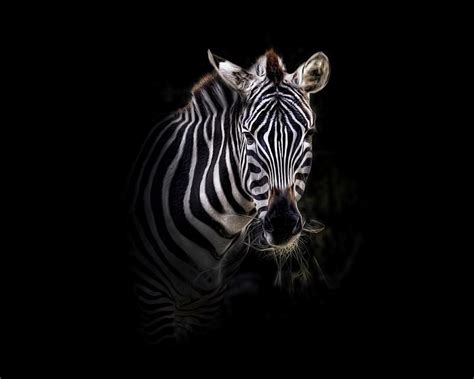 Zebra Wallpapers - Top Free Zebra Backgrounds - WallpaperAccess