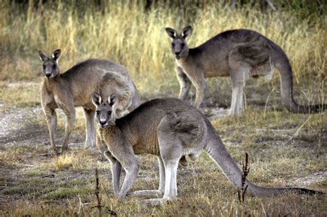 Fatal Kangaroo Attack Is Said to Be First in Australia in 86 Years ...