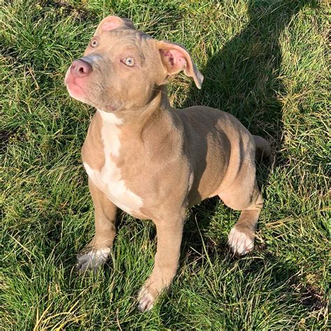 Red Nose Pitbull Puppy - PITBULL TERRIER KENNEL