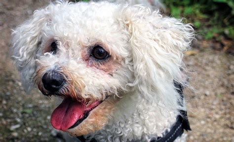 15 Bichon Mixed Breeds: Fluffy New Best Friends!