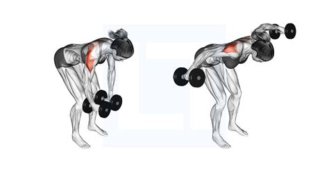 Dumbbell Rear Delt Raise - Guide, Benefits, and Form