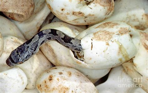 Baby Black Rat Snake Photograph by Millard H. Sharp - Pixels