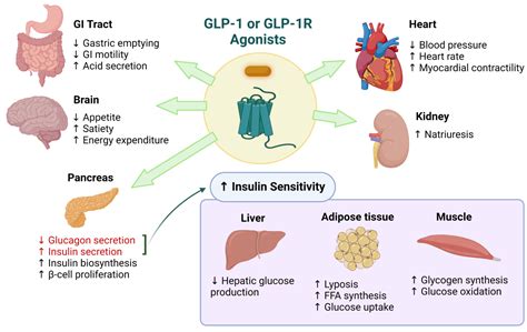 糖尿病模式动物研究明星靶点：胰高血糖素样肽1受体 (GLP-1R)