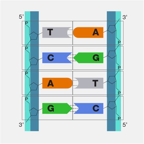 Nucleotide