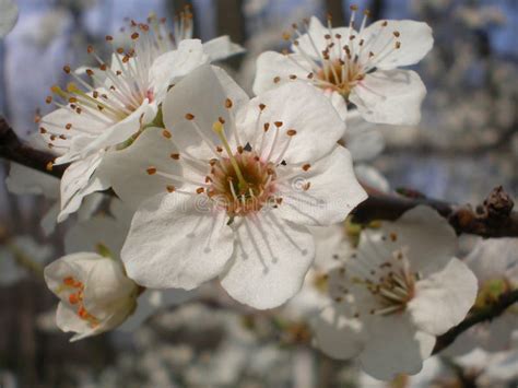 Flowers of mulberry tree stock photo. Image of stamen - 62295120