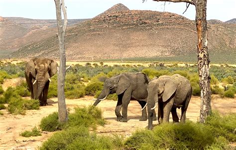 AQUILA PRIVATE GAME RESERVE WELCOME TWO NEW ELEPHANTS TO ITS FOLD - Aquila Safari