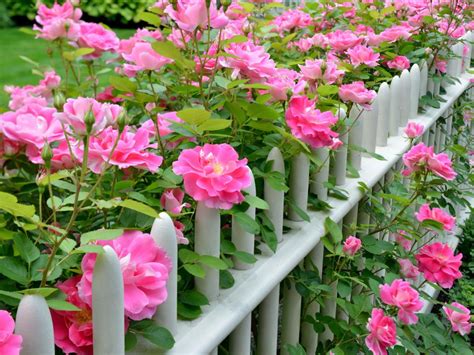 Cottage Garden Flowers | HGTV