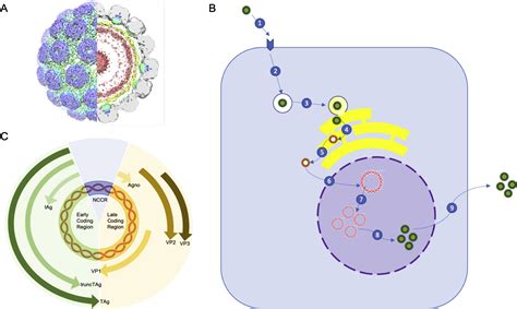 Advances in BK Virus Complications in Organ Transplantation and Beyond - Kidney Medicine