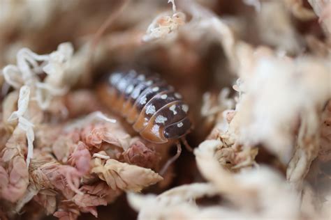 ARMADILLIDIUM KLUGII 'Clown' Isopods – Isoflora