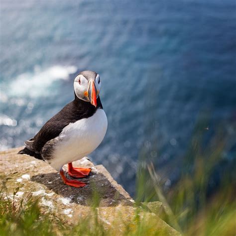 Atlantic Puffin - Atlantic Puffin at the sea cliffs og Látrbjarg in the Westfjords of Iceland ...