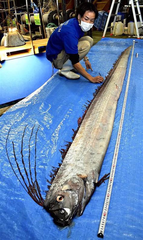 Oarfish are the longest bony fish in the world. They range in 200-1000 meters water, or the ...