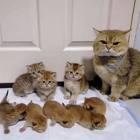 The big meow meow family :D : r/aww