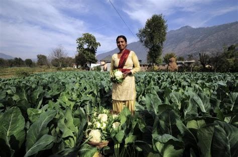 What challenges lie in the way of a successful organic farming in India ...