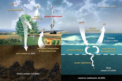 Cycles of Matter - BIOLOGY