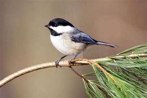 Chickadee - 1 by creative1978 on DeviantArt