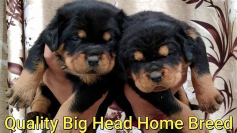 How Long Is A Rottweiler A Puppy