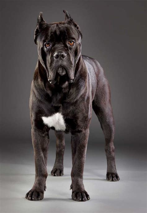 Cane Corso Colors Grey - Bleumoonproductions