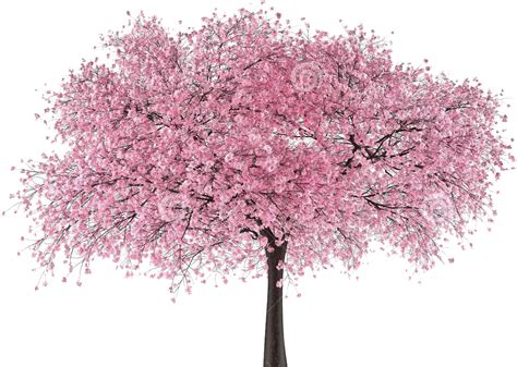 Japan Tree Sakura - Cherry Blossom Japan Graphics Clipart - Large Size Png Image - PikPng