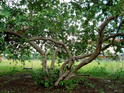 PHILIPPINE HERBAL PLANTS AND THEIR USES: BAYABAS