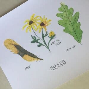 Maryland State Tree, Flower, Bird Art Print Botanical Watercolor State Flower Prints Black-eyed ...