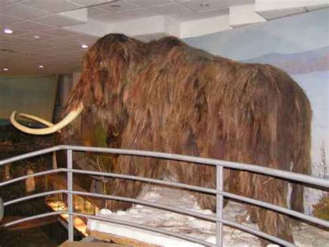 Mammoth in the museum - Wander Lord