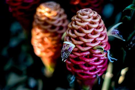 Beehive Ginger Flower. #9/100. | "Stunning ornamental plants… | Flickr