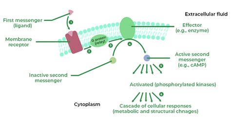 Functions and Types of Cell Receptors - GeeksforGeeks