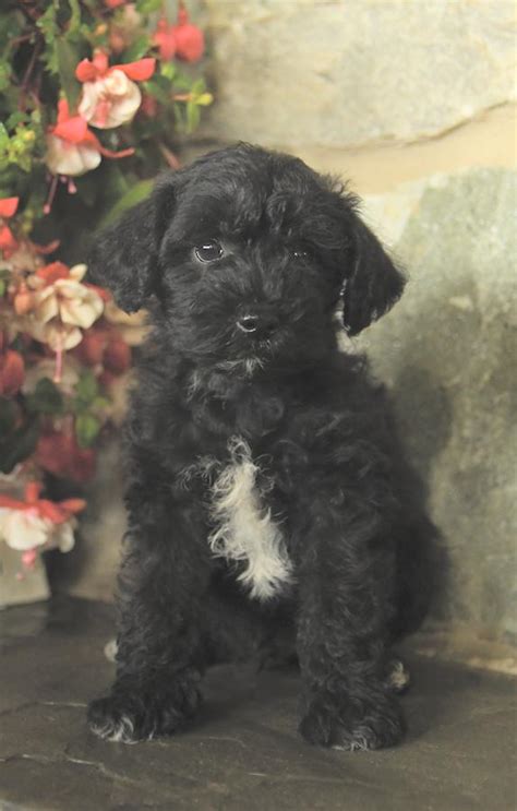 Schnoodle Puppies for Sale | Buckeye Puppies