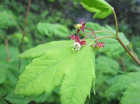 Vine Maple – EMSWCD Native Plant Sale