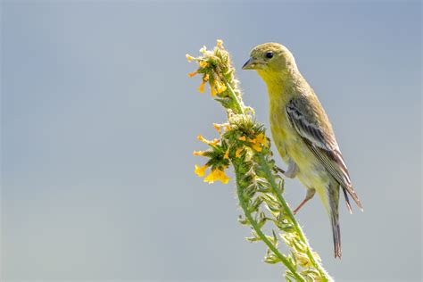 Lesser Goldfinch | Audubon Field Guide