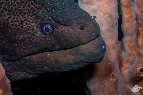 Giant Moray Eel-Facts and Photographs | Seaunseen