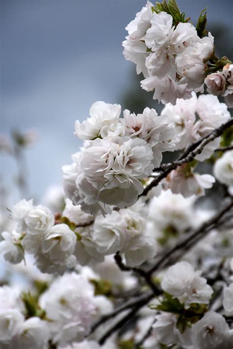 Mt. Fuji Flowering Cherry (Prunus serrulata 'Shirotae') in Columbus ...