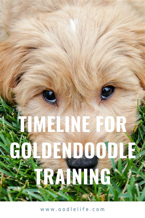 Goldendoodle Training Tips - Complete Timeline for training a ...