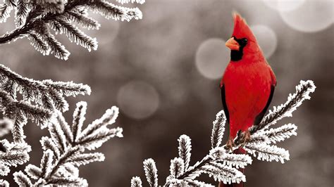 Animals And Winter Wallpapers - Wallpaper Cave