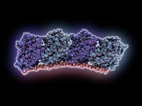 Tubulin Complexed With Stathmin-like Protein Photograph by Laguna Design/science Photo Library