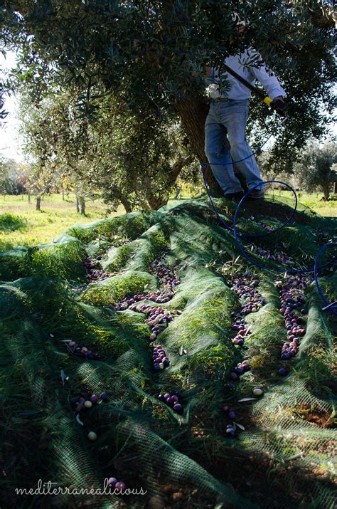 My Olive Harvest Experience in Southern Italy - Mediterranealicious