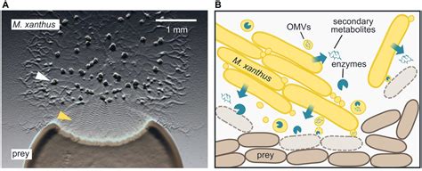 Frontiers | The Predation Strategy of Myxococcus xanthus